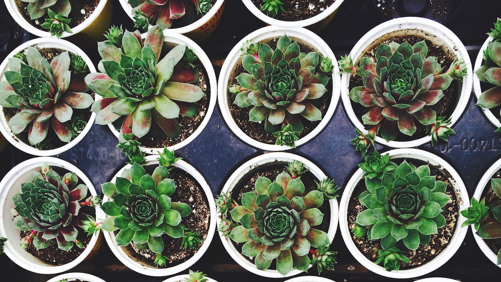 Amping Up Succulent Growth: Recommendations for Selecting the Best Fertilizer