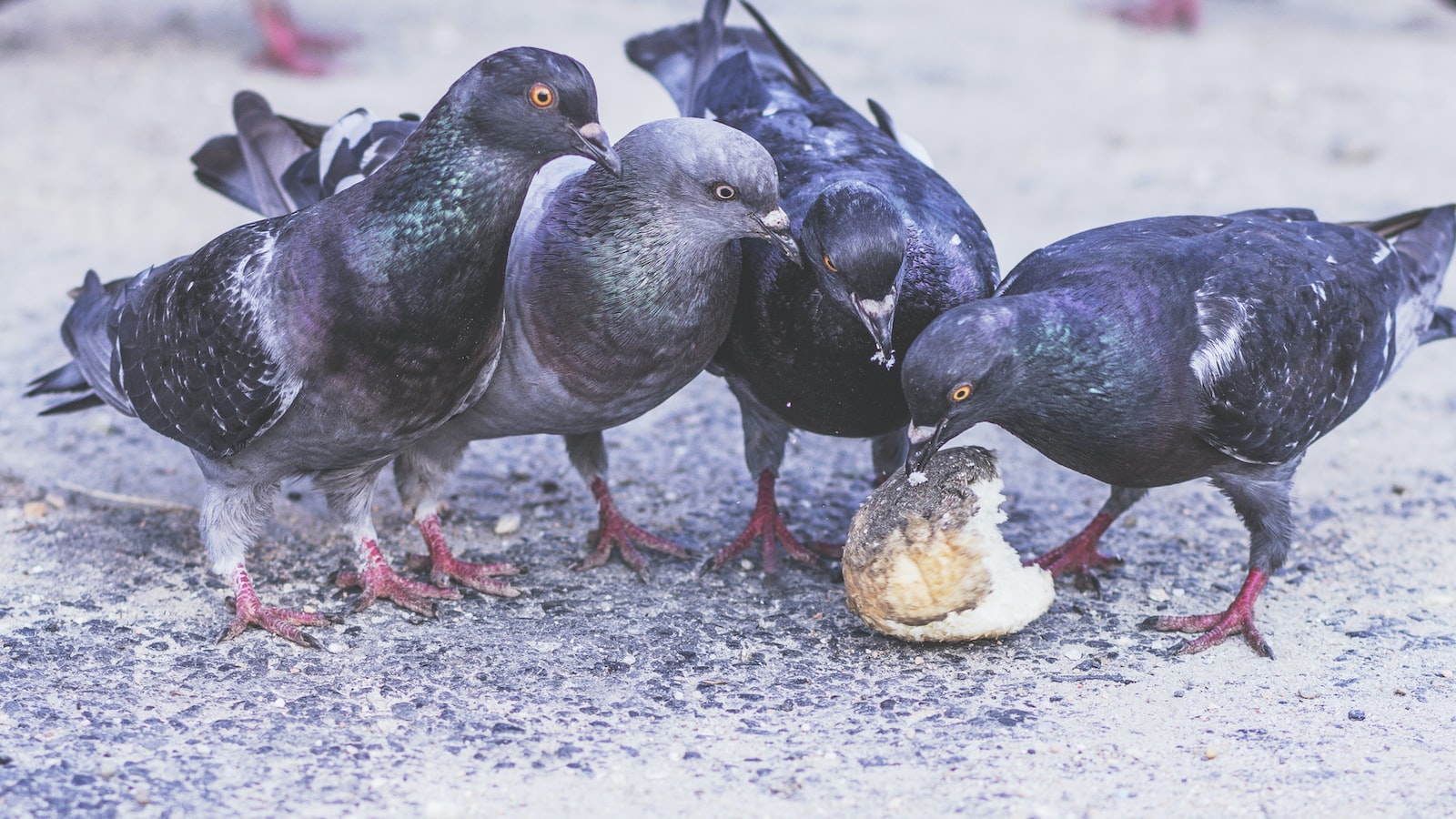 Discouraging Nesting Birds: A Guide to Preventing Birds from Building Nests in Hanging Plants