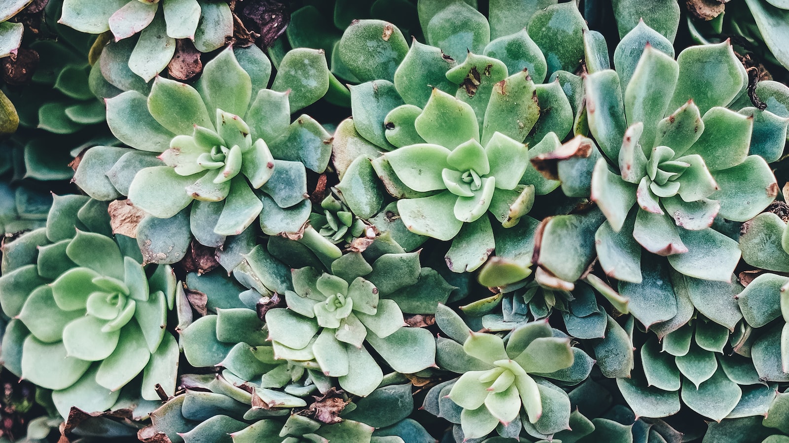 1. The Exquisite Beauty of Whale Fin Plants: Unraveling the Expensive Enigma