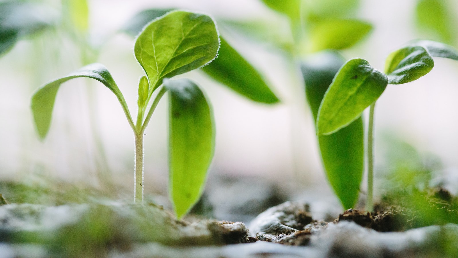 Understanding Common Causes of Strawberry Plant Decline and How to Address Them