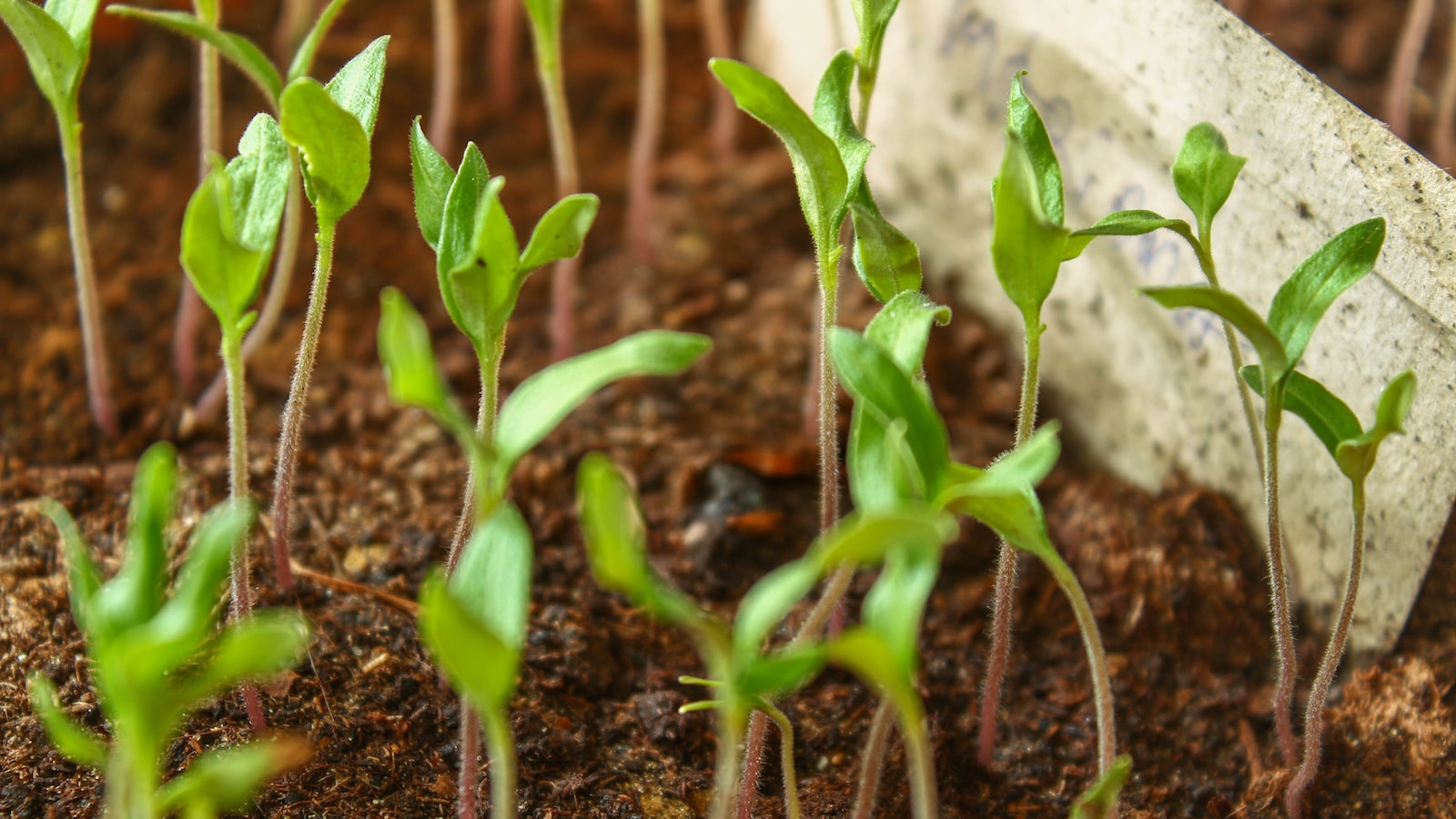 Planting: Essential Guidelines for Placing and Positioning Bare Root Astilbe