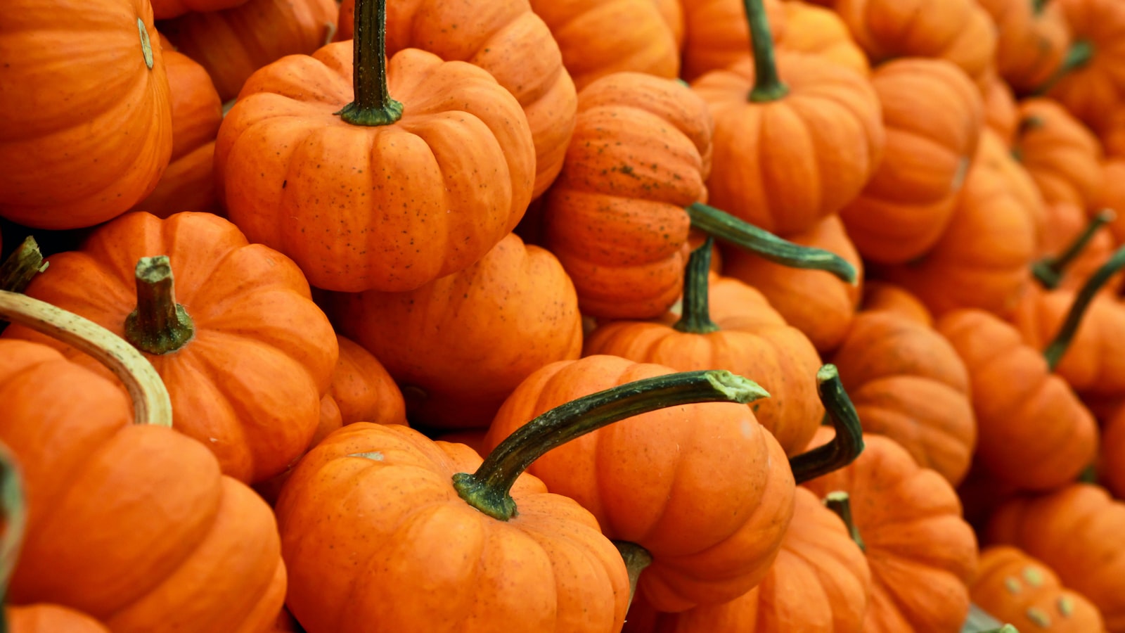 Factors to Consider for Successful Pumpkin Seed Planting