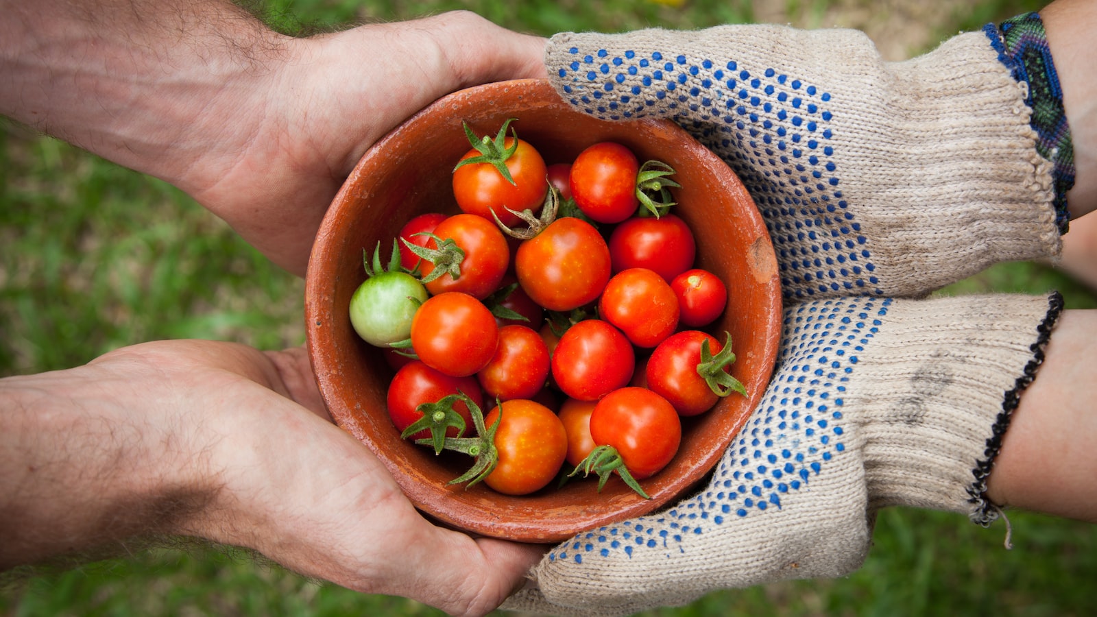 Additional Tips and Tricks for a Bountiful Pea Harvest in CT