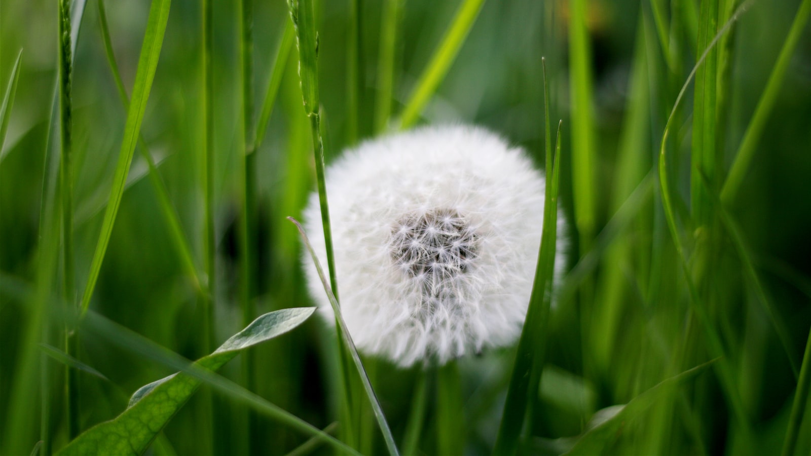 Potential Toxicity of Helicopter Seeds