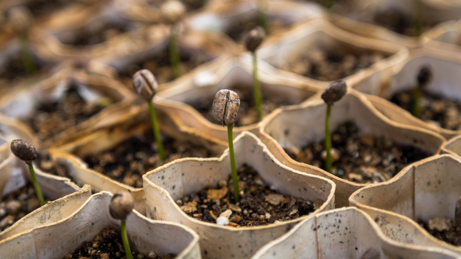 4. From Germination to Harvest: Selecting the Finest Seeds to Kickstart Your Indoor Garden in February