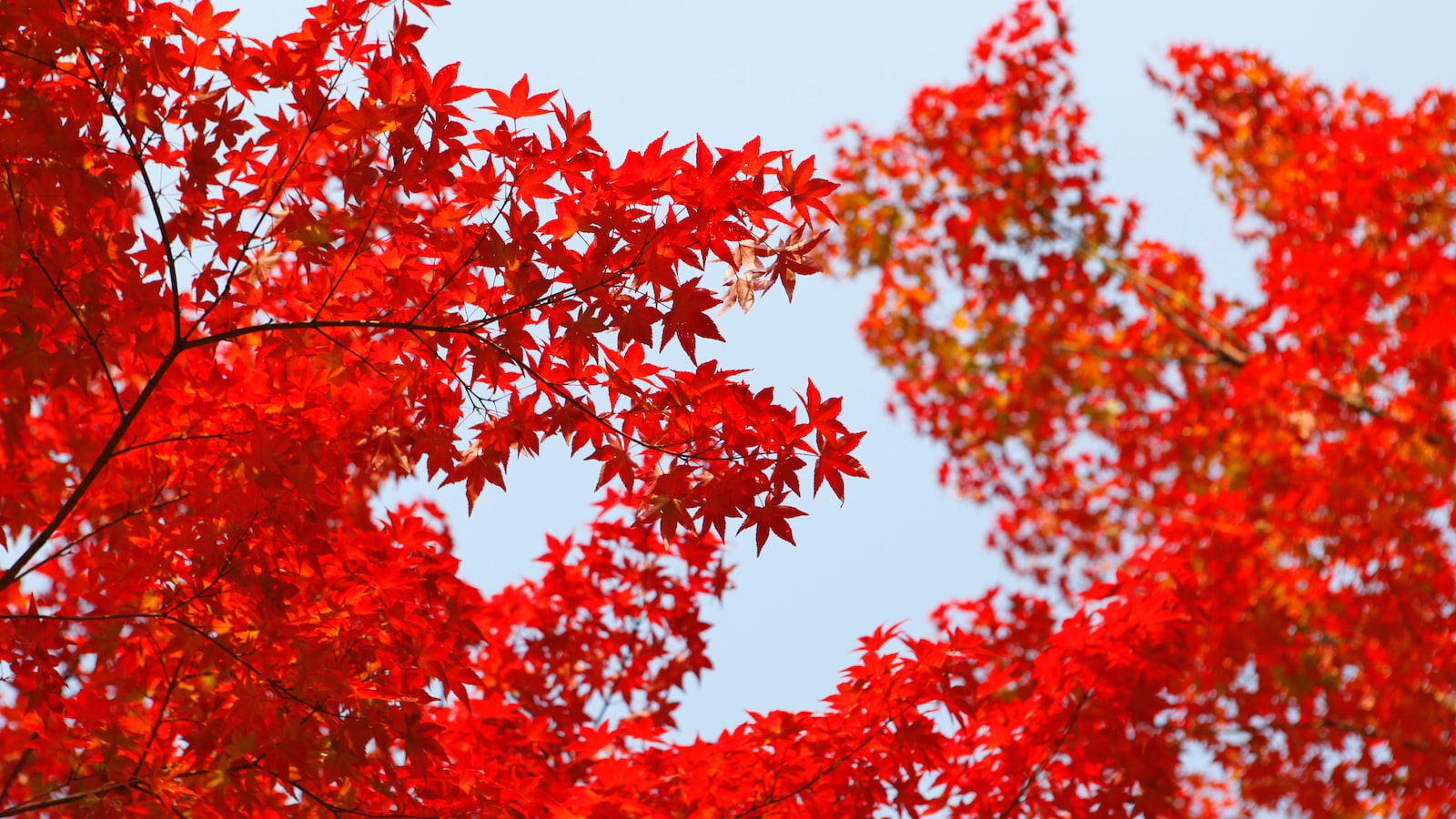 Choosing the Right Time to Transplant a Maple Tree