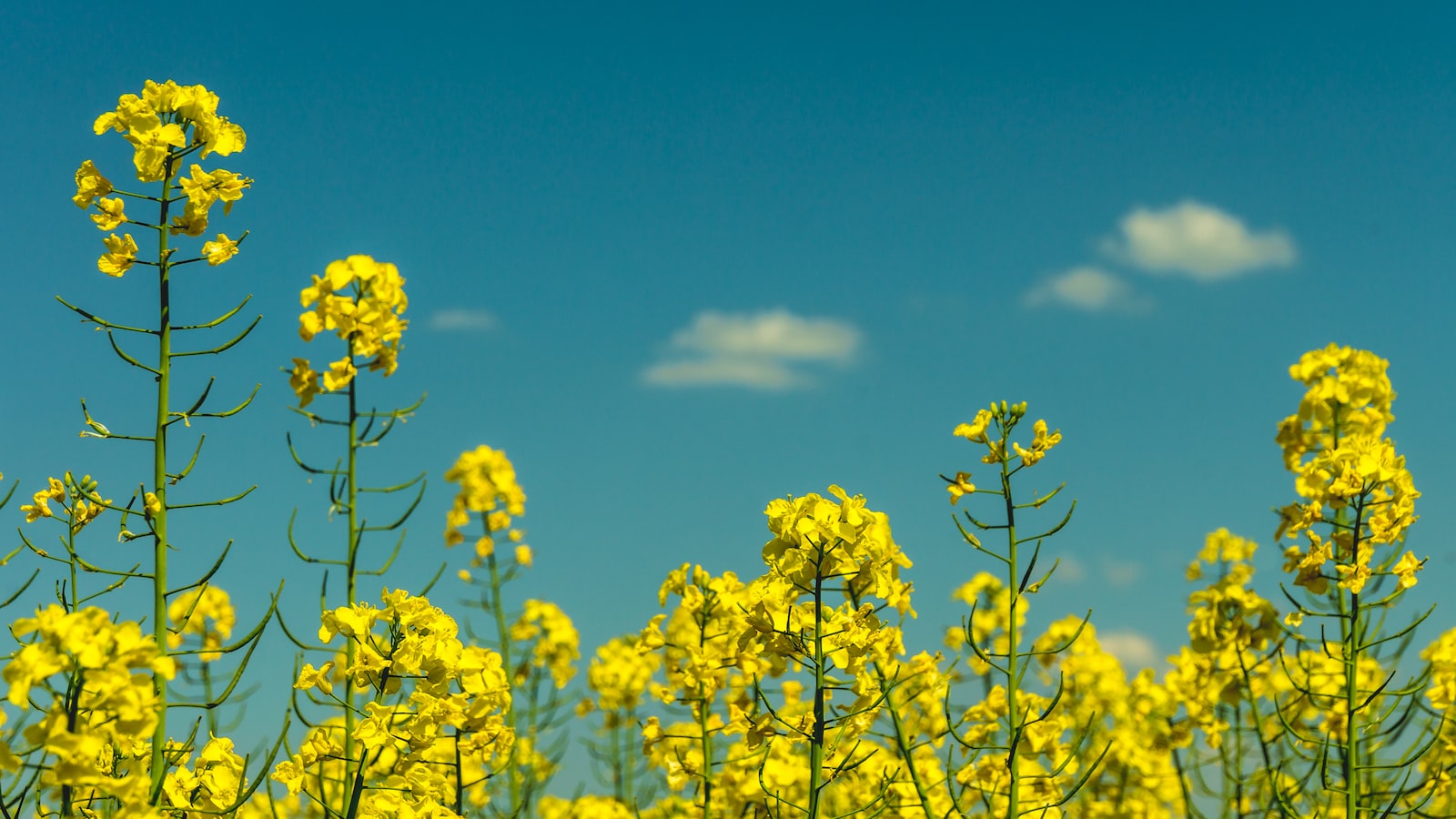 Deterrents and Solutions: Safeguarding Your Dill Plants from Hungry Deer