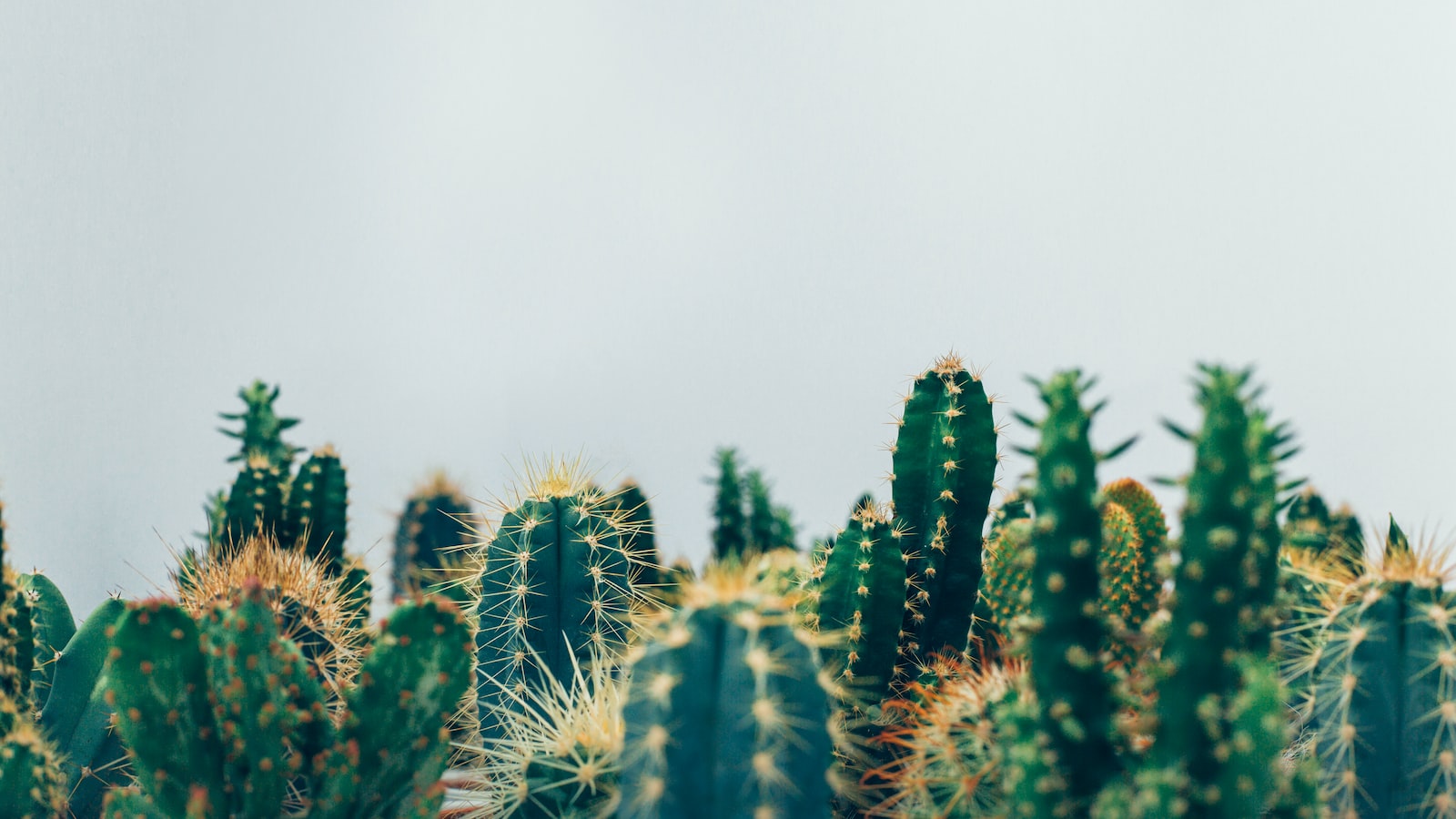 A Helping Hand: Tools and Tips for Successfully Transplanting Plants from Ceramic Containers