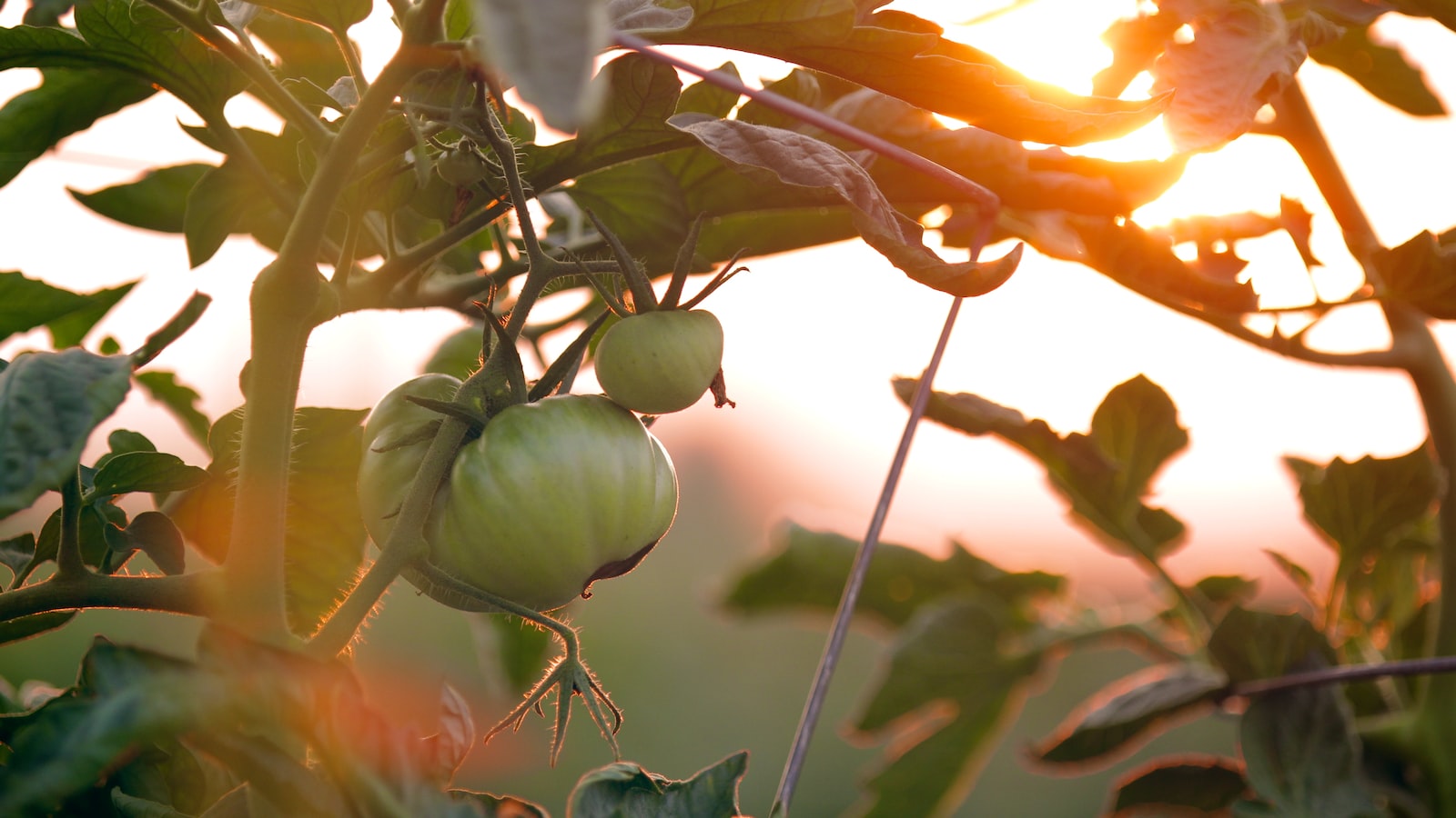 Unfavorable Growing Conditions: A Key Contributor to Spinach Flowering