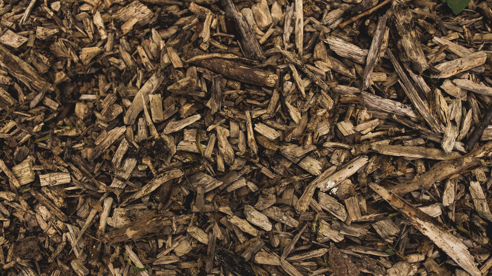 Mulch and Roaches: What's the Connection?