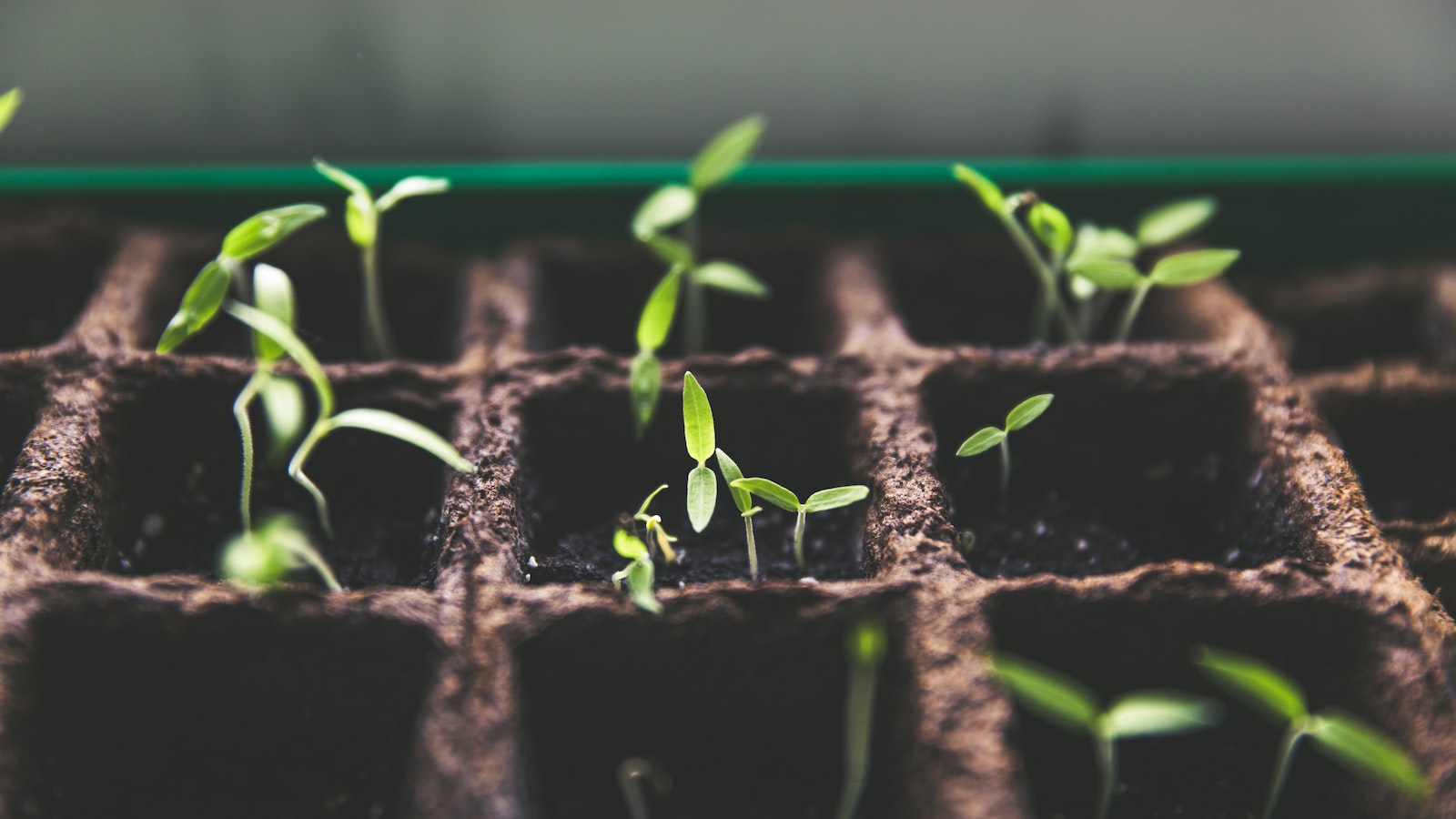 Essential Tips for Successful Tomato Planting in Colorado