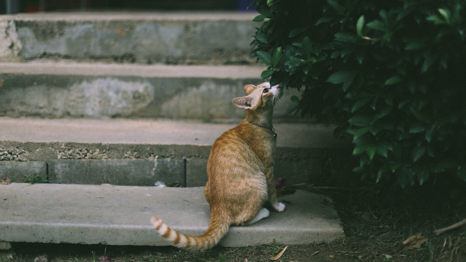 Curiosity Unleashed: Unraveling the Enigma of Squirrels and Milkweed