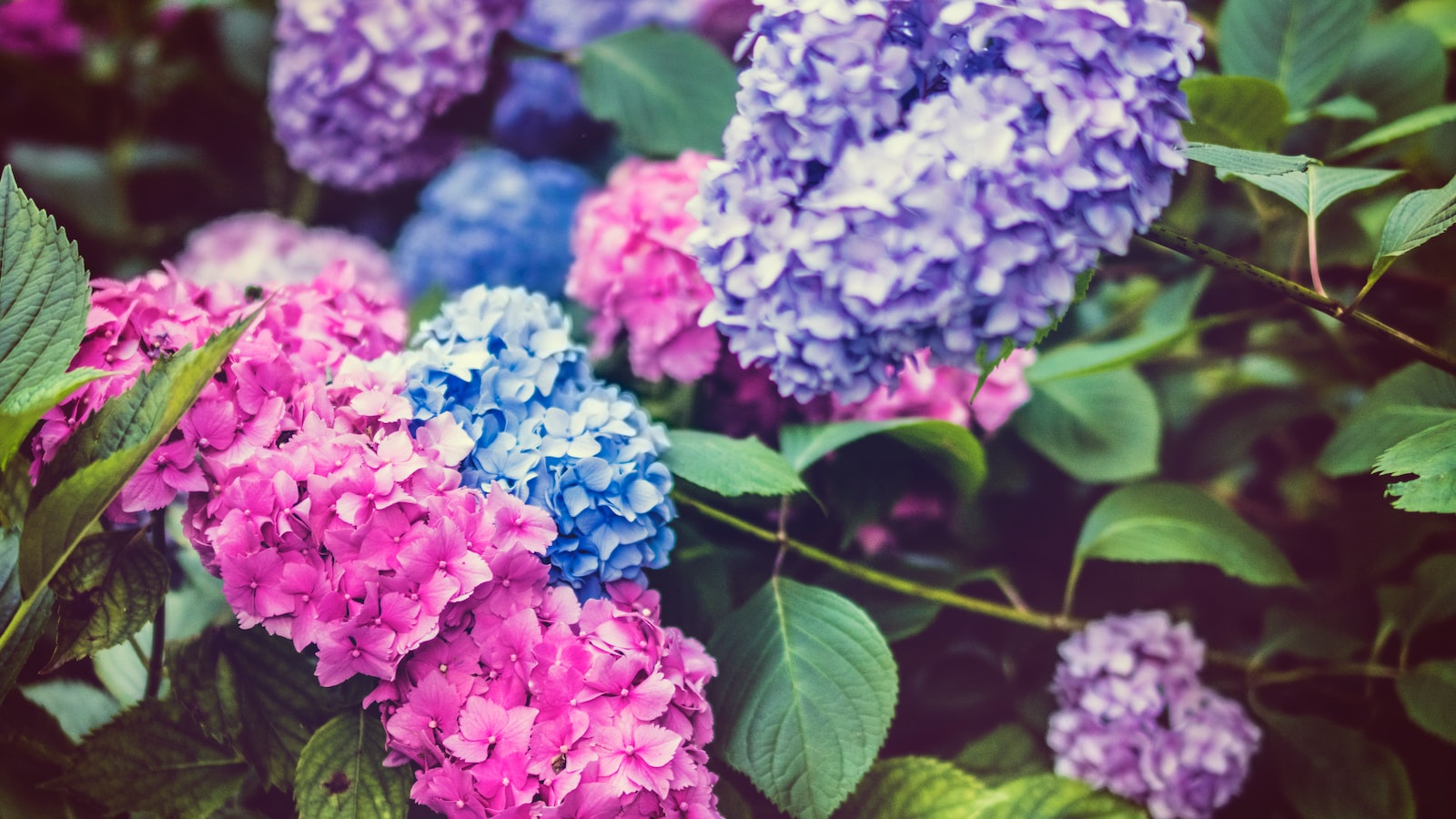 Hydrangeas and Clay Soil: Understanding the Compatibility