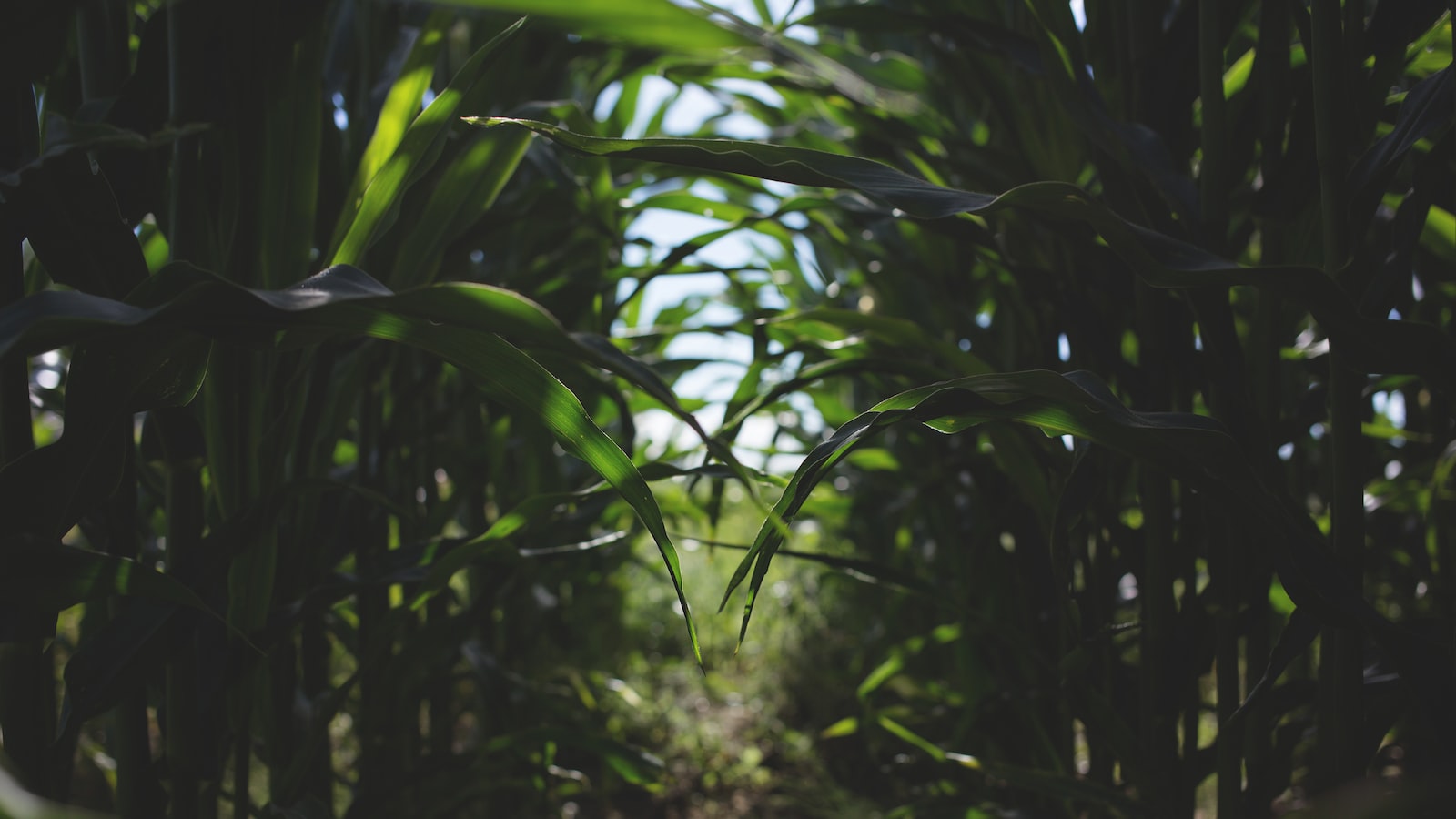 Companion Plants to Avoid Growing Next to Kohlrabi