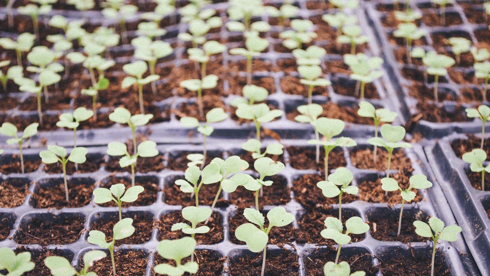 Key Factors to Consider When Selecting Soil for Lavender Growth