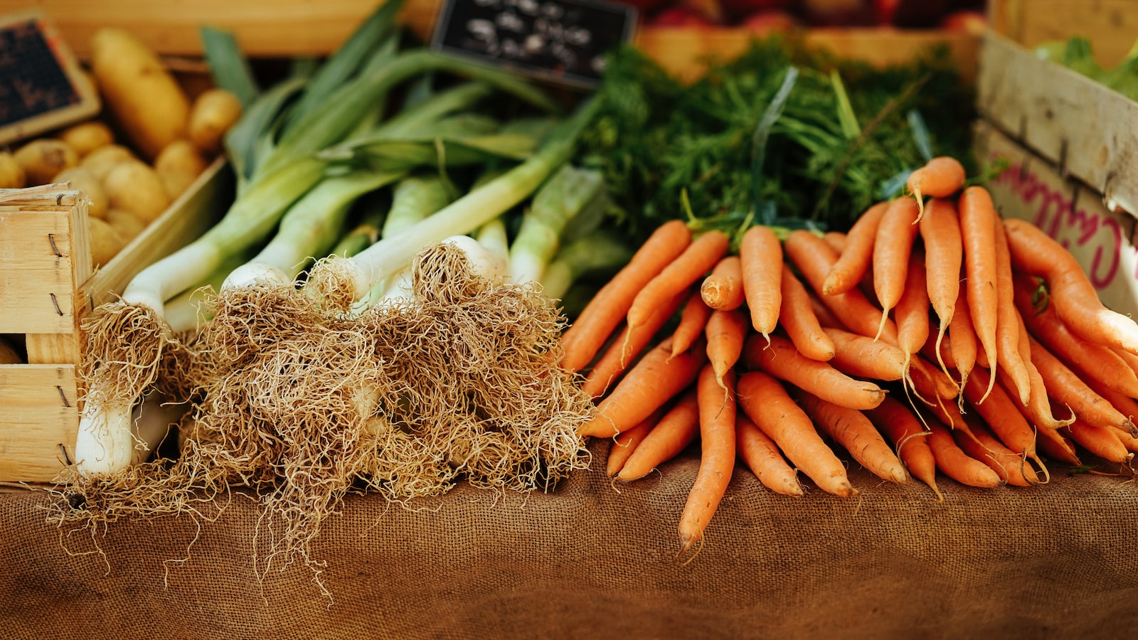 Choosing Suitable Vegetables and Herbs to Plant alongside Cantaloupes