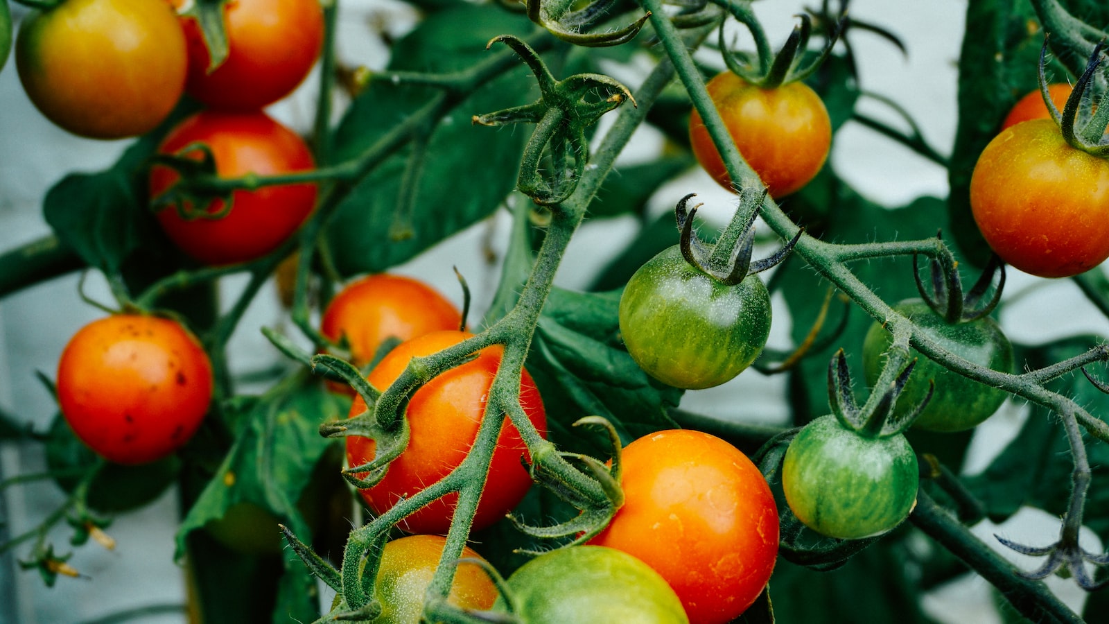 Best Time to Plant Watermelon in Kansas