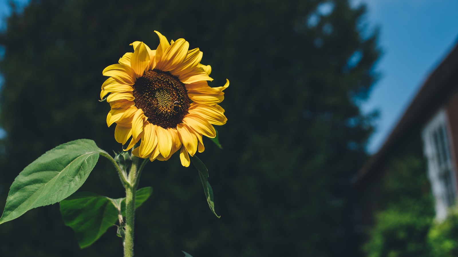 Optimizing Sunflower‌ Growth: ⁤Key ​Factors to ‌Consider⁣ for an Enhanced⁤ Nighttime Closing