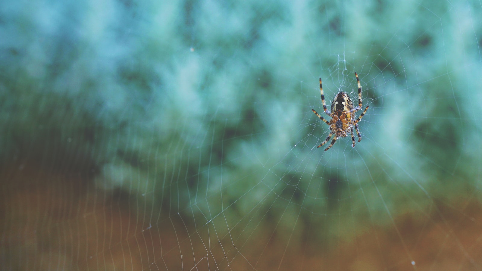 Delving into the Spider Plant's Unique Characteristics