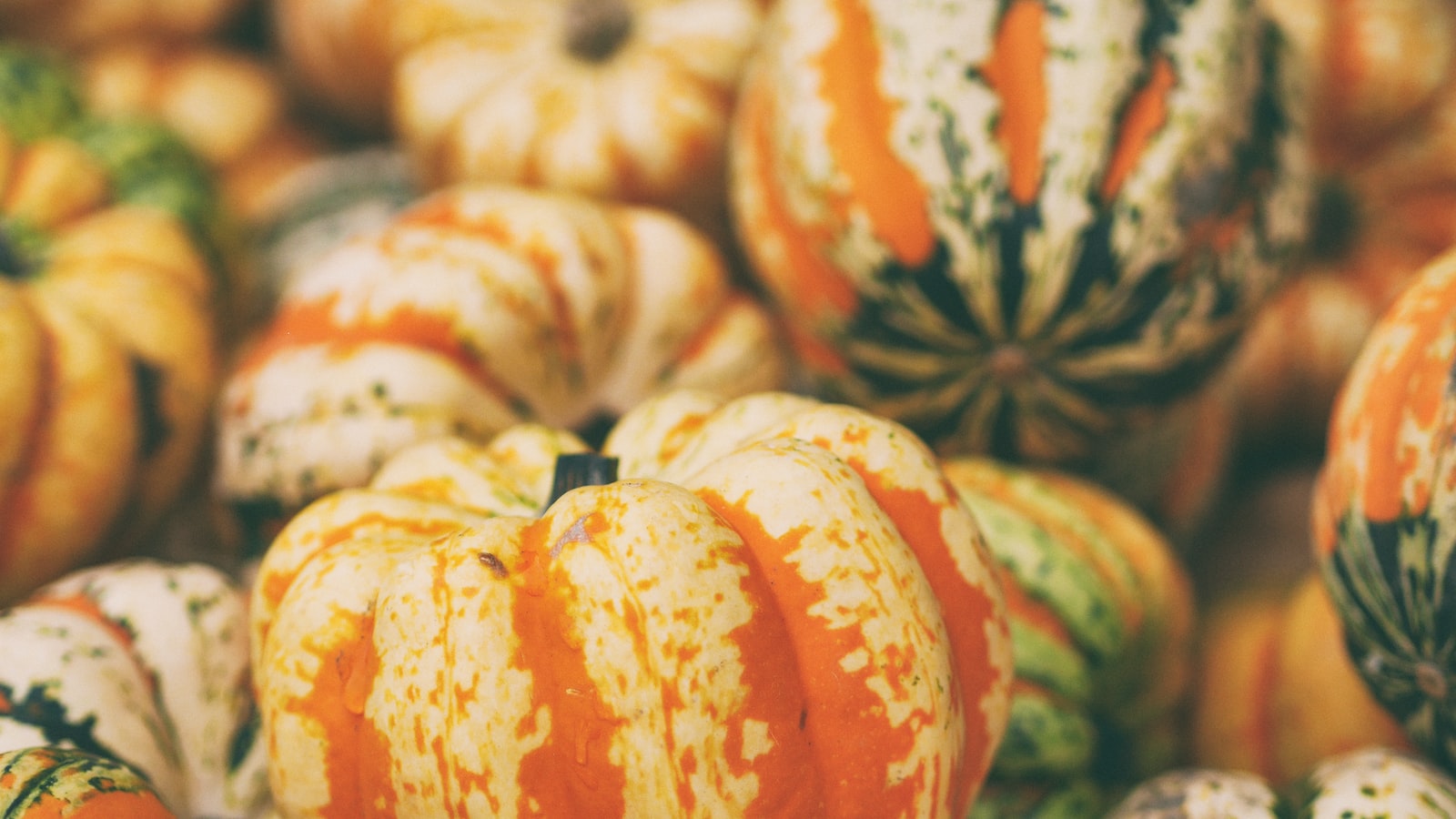 Maximizing Pumpkin Harvests: Timing Tips for Nebraska Gardeners