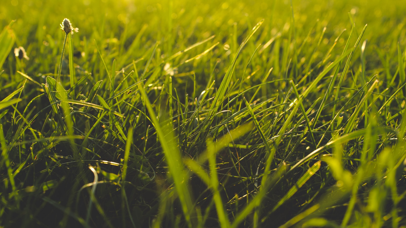 Preventing Grass and Weed Growth Around Trees: A Comprehensive Guide