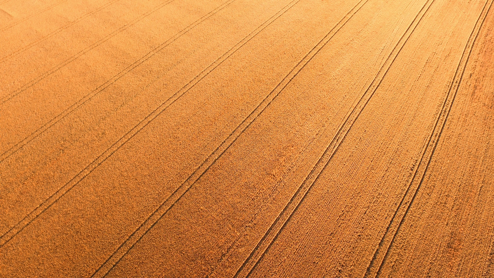 1. Maximizing Yields: ‌Understanding the Factors that Influence Cantaloupe Production