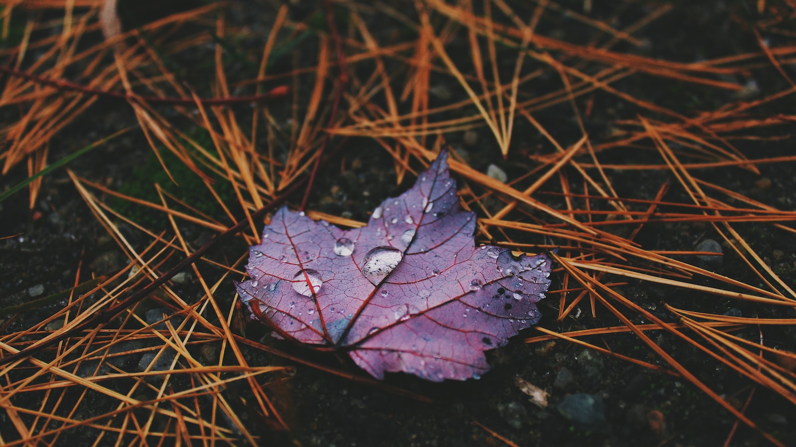 4. Embrace the Magic of Autumn: Top Recommendations for Planting Wildflower Seeds in the Fall