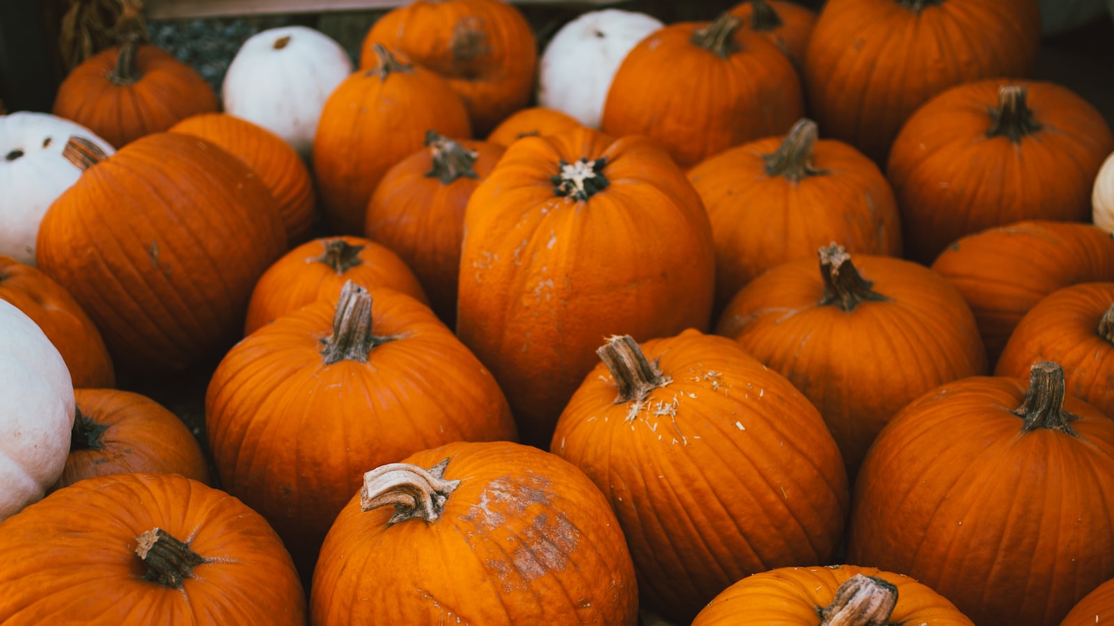 Practical Tips for Maximizing Seed Yield when Growing your Own Pumpkins