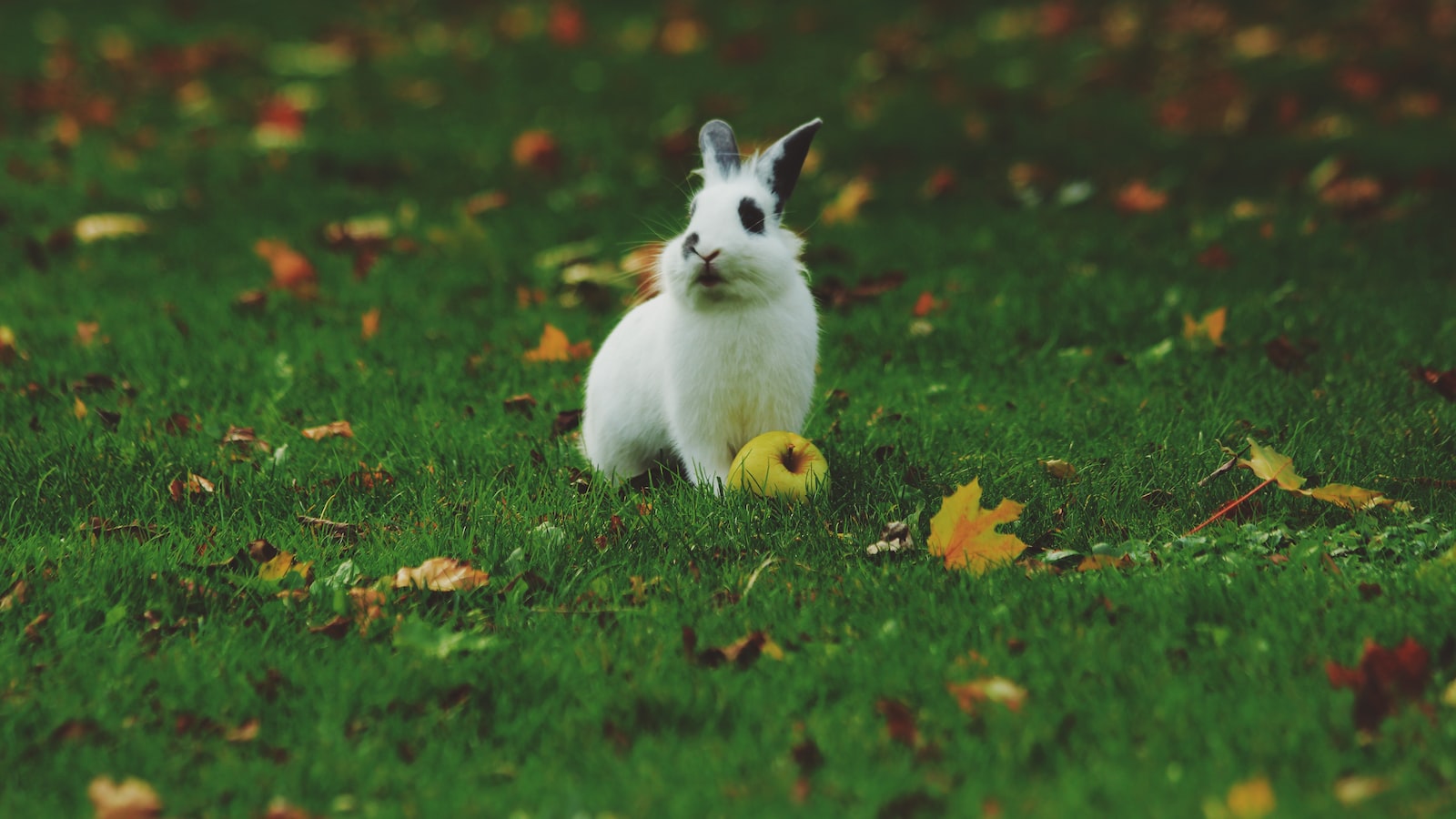 Rabbit-Safe Ways to Incorporate Rosemary into their Diet and Environment