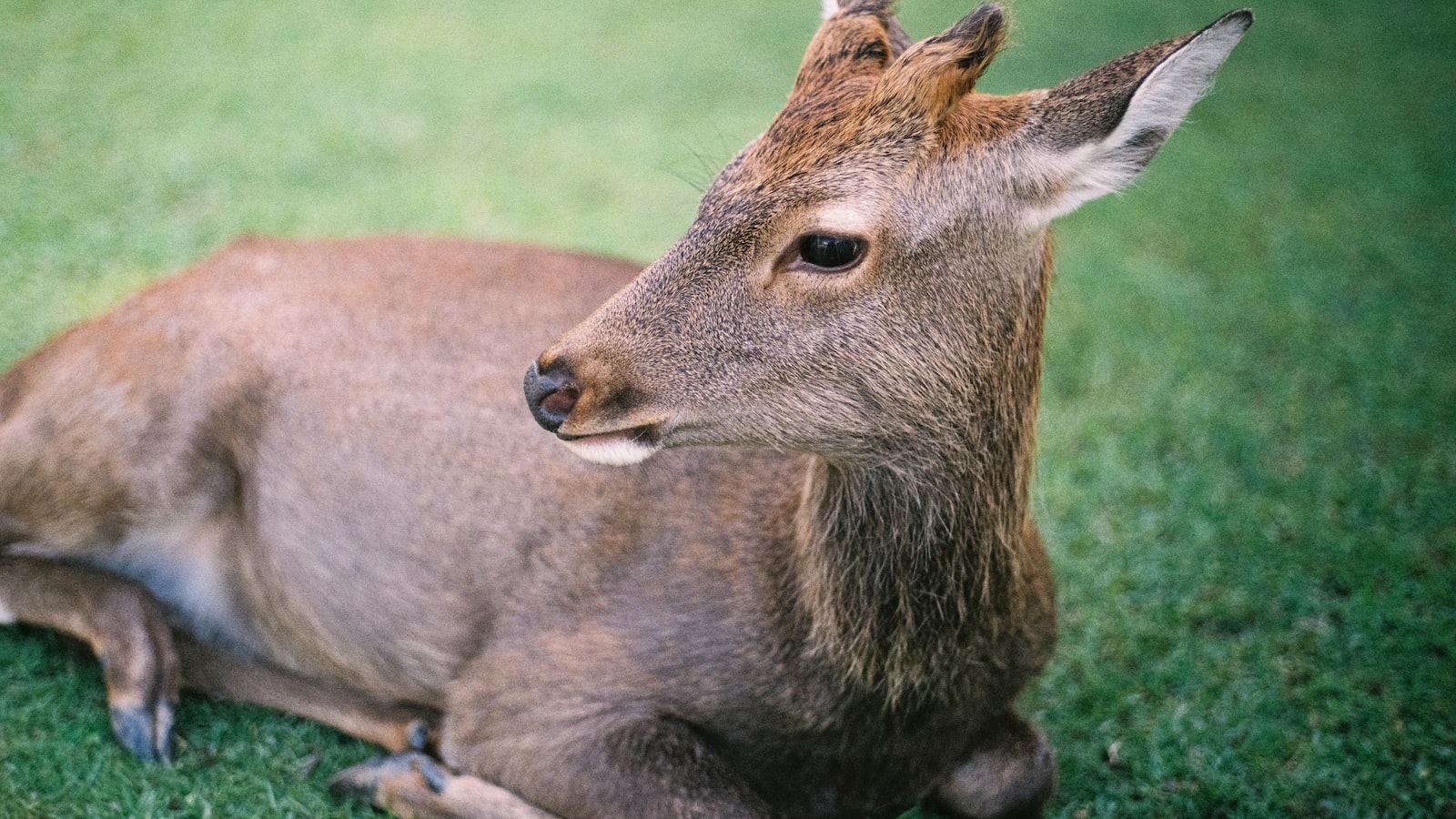 Preventing Deer from Digging Up Lawns: Effective Strategies and Techniques