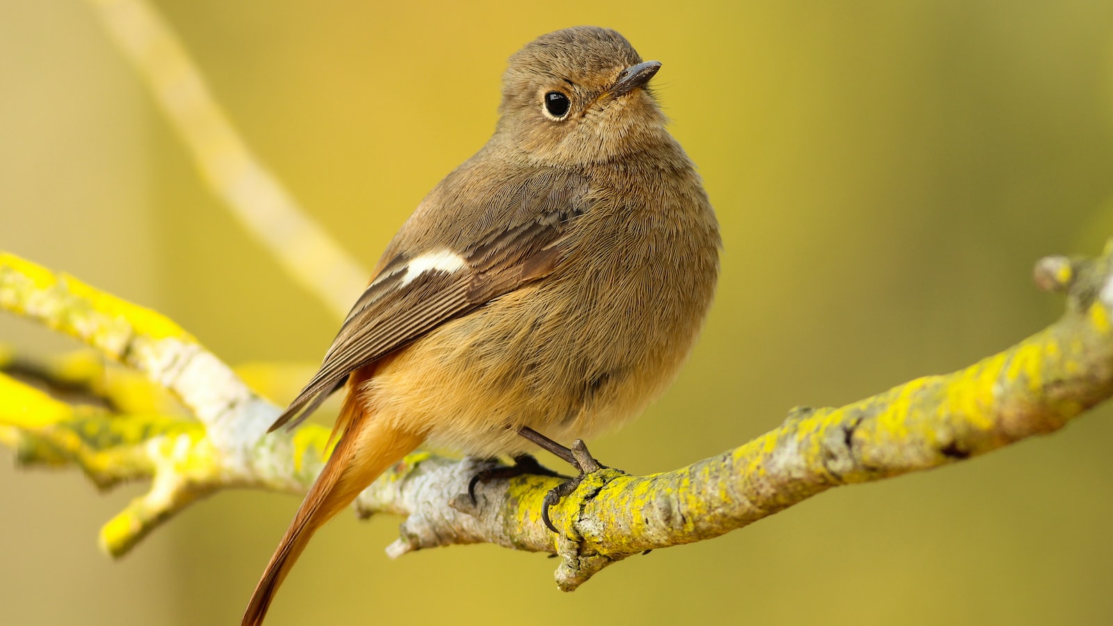 Implementing Bird Deterrence Techniques: Practical Measures to Repel Birds from Mulch