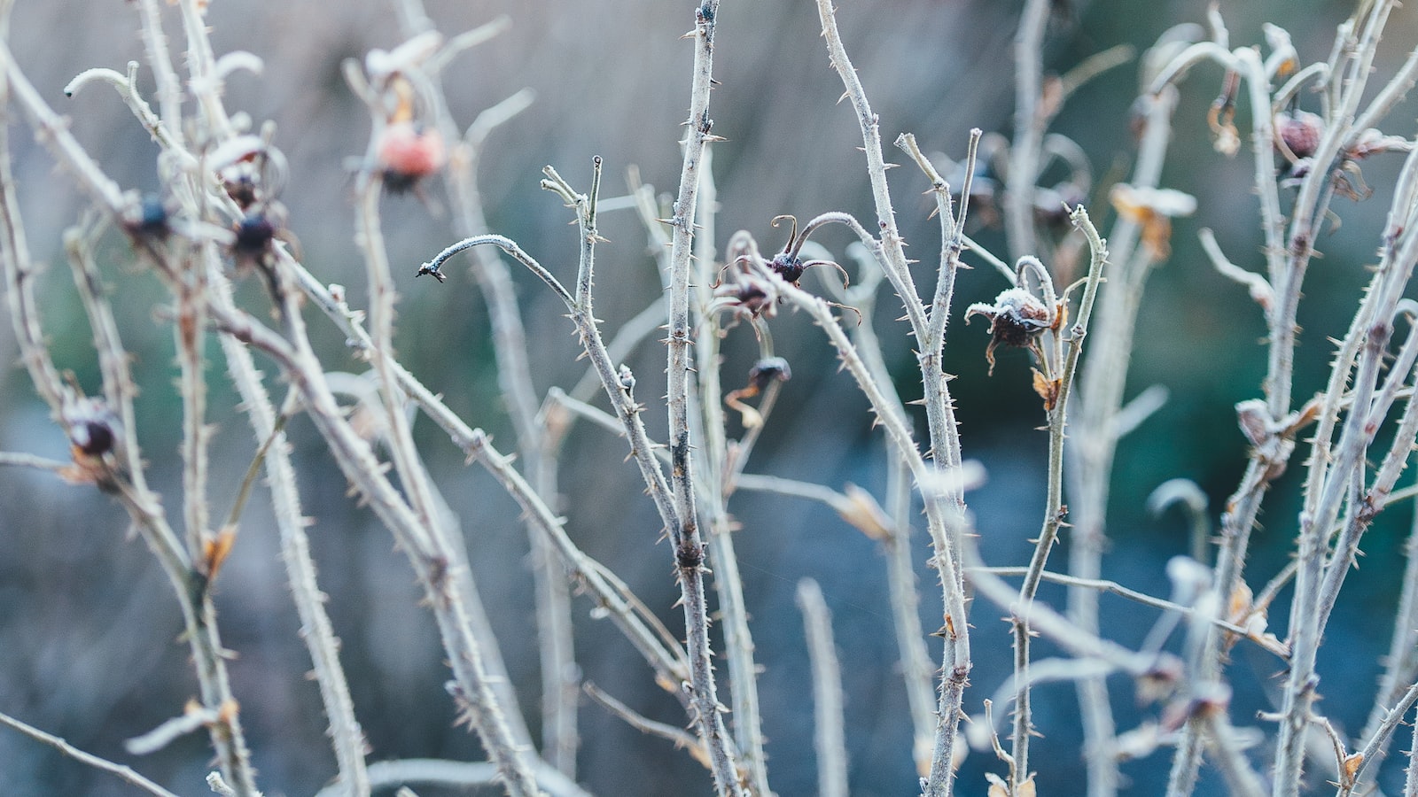 Papaya Frost Protection: Understanding the Risks and‍ Vulnerabilities