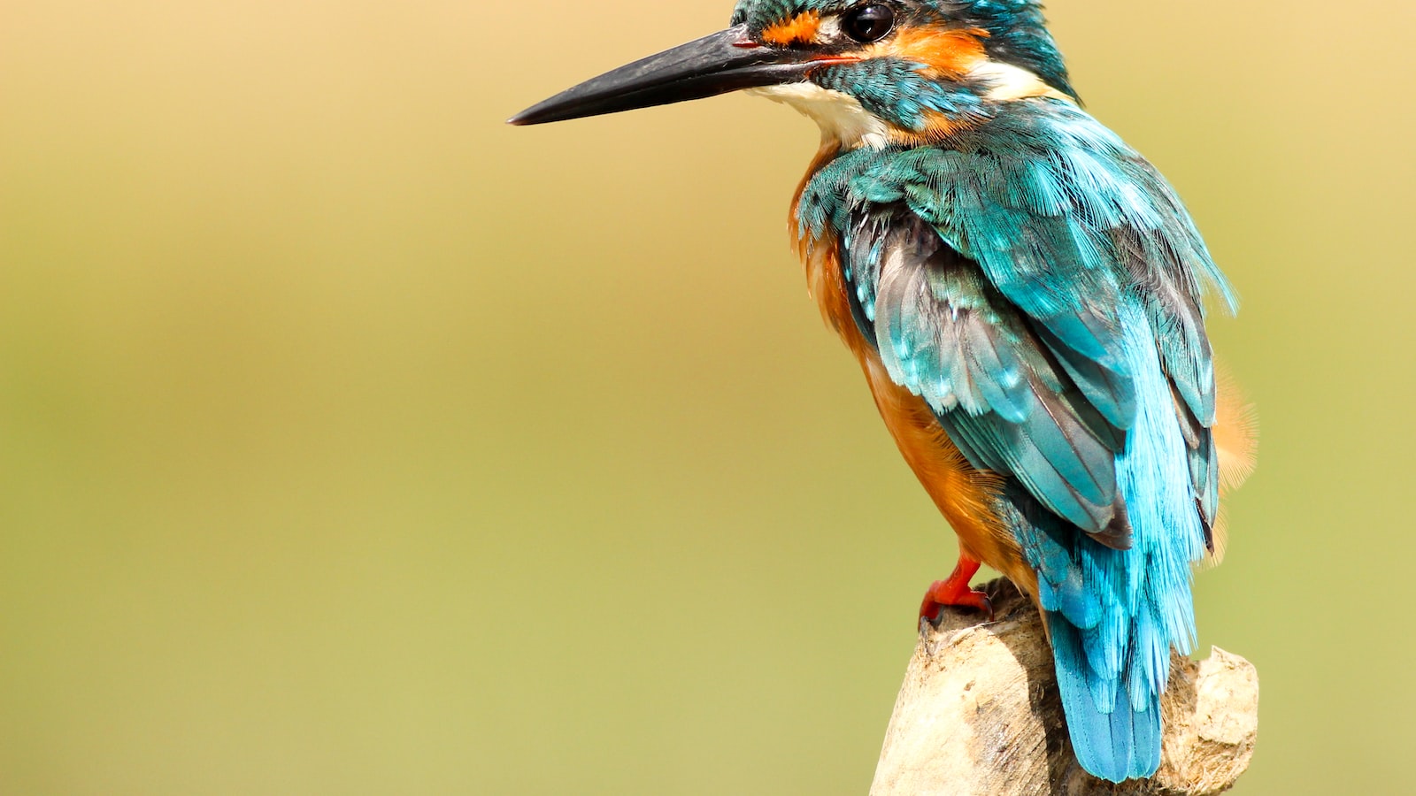 Creating a Bird-Resistant Environment for Hanging Plants