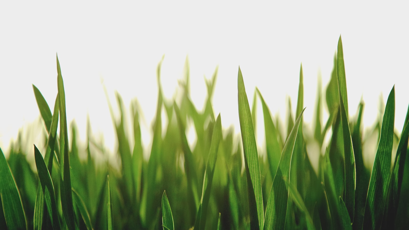 Using Grass Clippings as Mulch: An Effective Approach to Covering New Seed