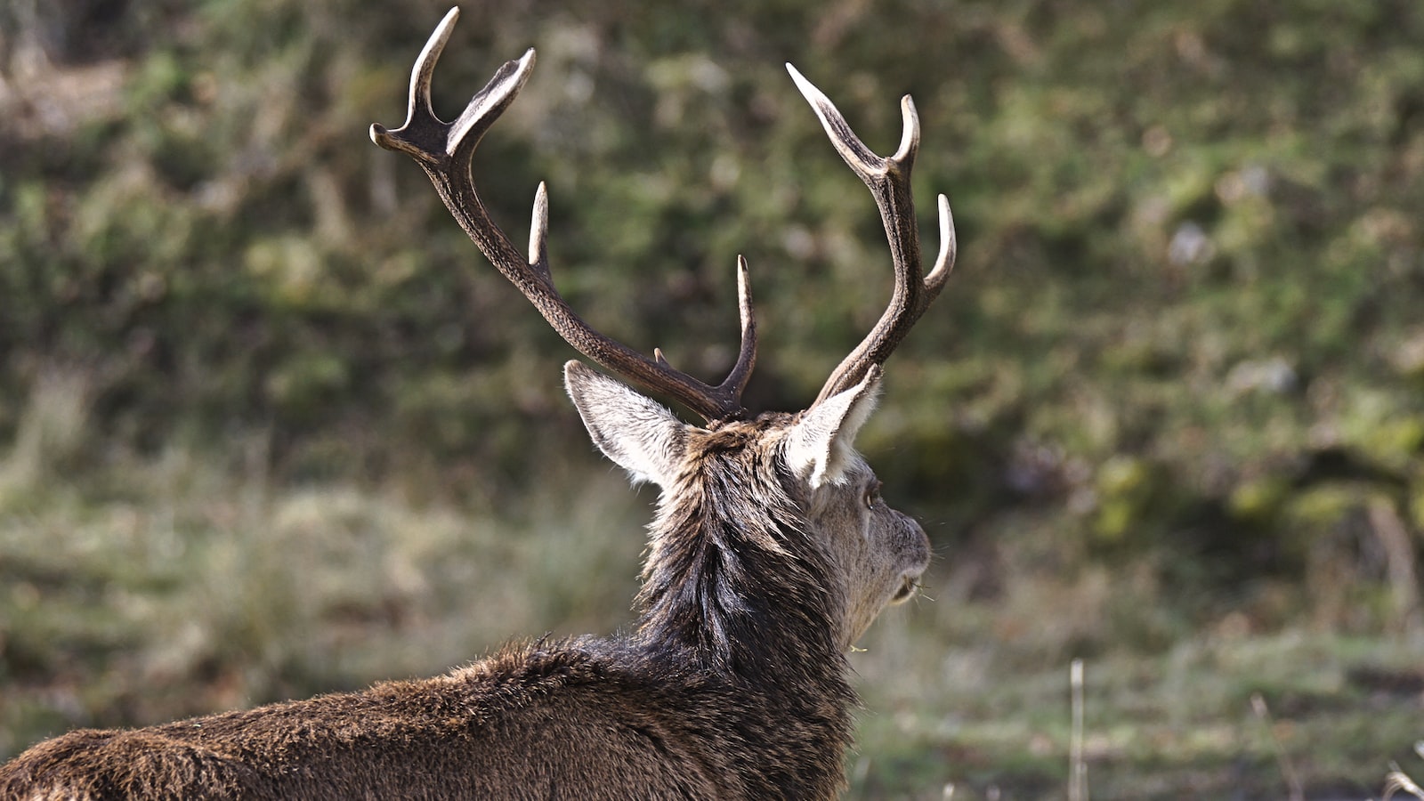 Understanding Deer Behavior and Their Attraction to Pomegranate Trees