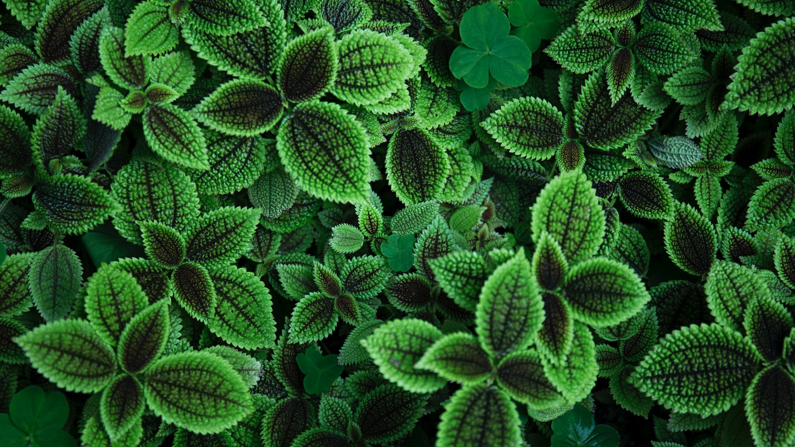 Caring for Frizzle Sizzle Plant: A Guide to Captivating Curly Leaves