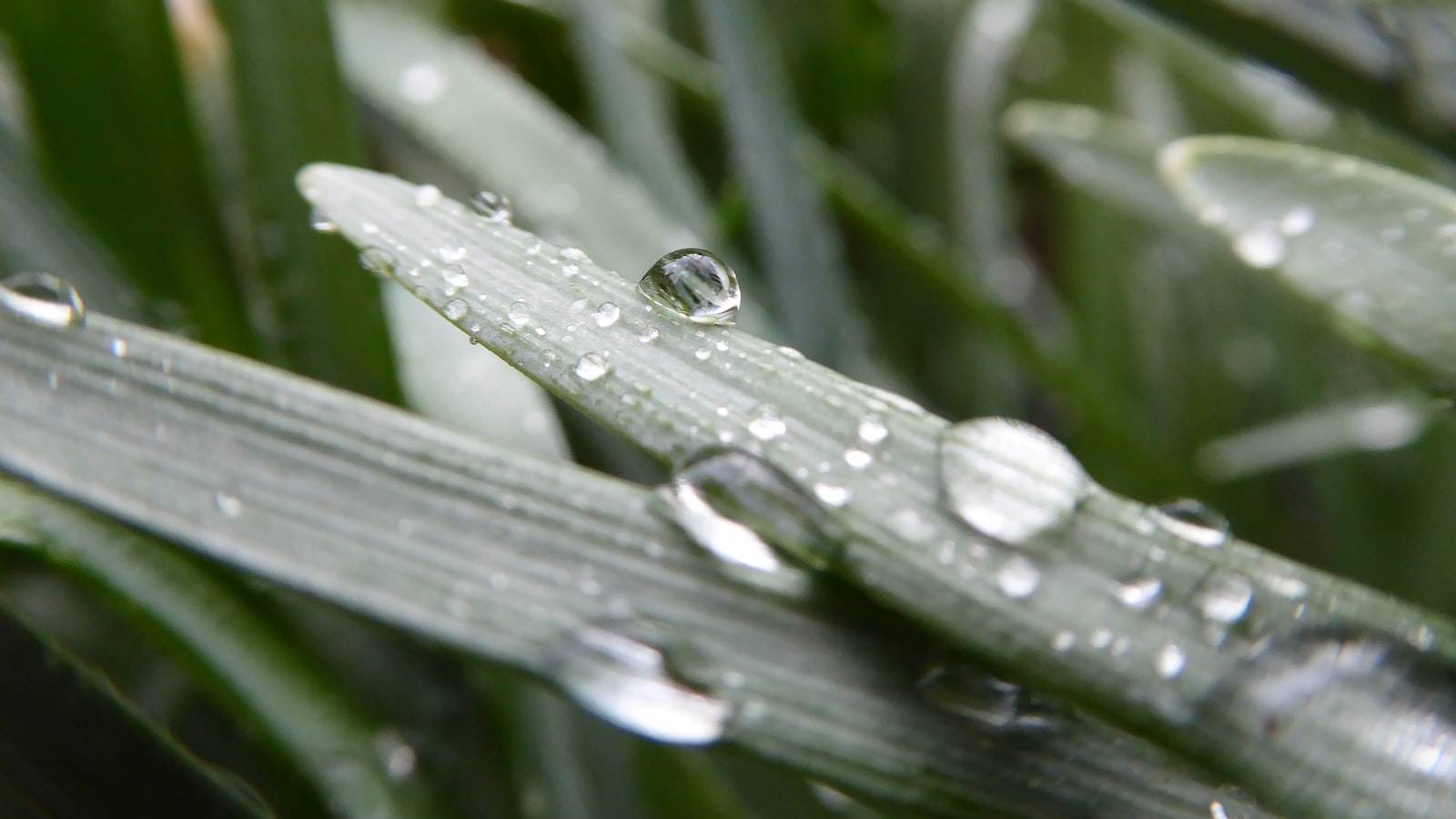 Will a Wet Lawn Mower Cause Permanent Damage to the Machine?