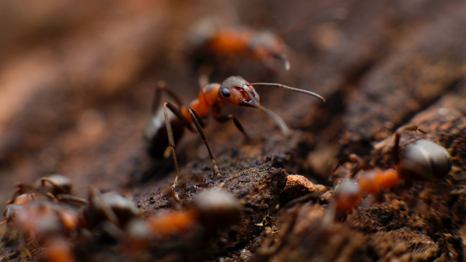 Identifying Pests and Diseases causing Olive Tree Leaf Drop