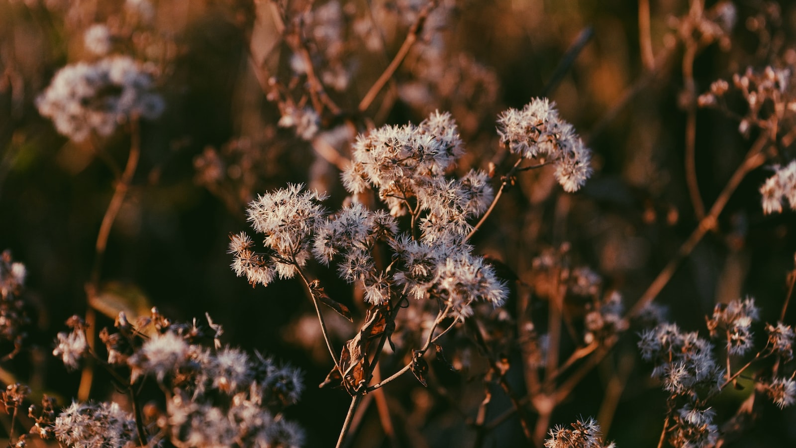 Planting Wildflower Seeds in Mulch: A Comprehensive Guide