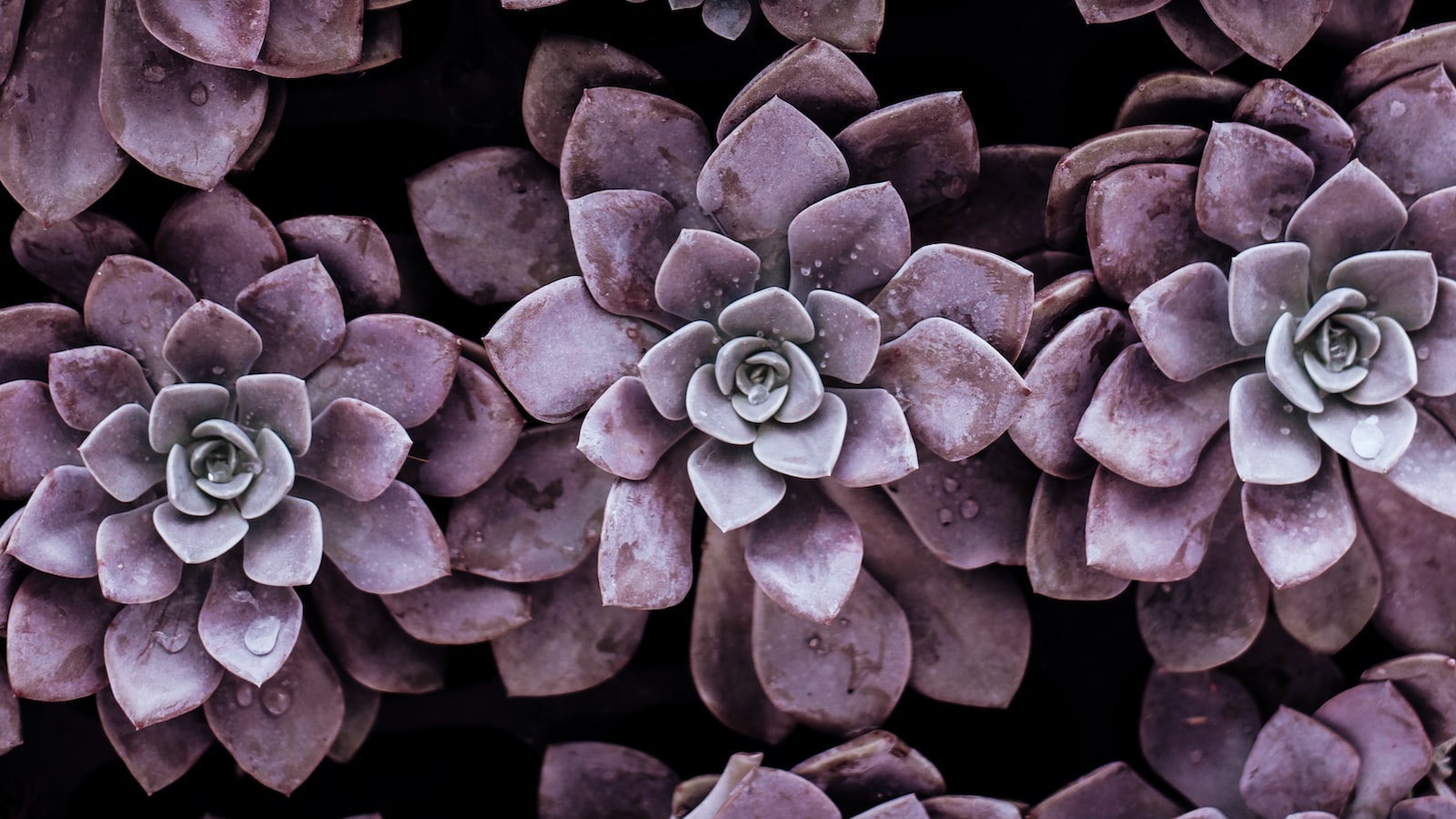 Floral Symbolism: Exploring the Tradition of Gifting Flowers on Graduation Day