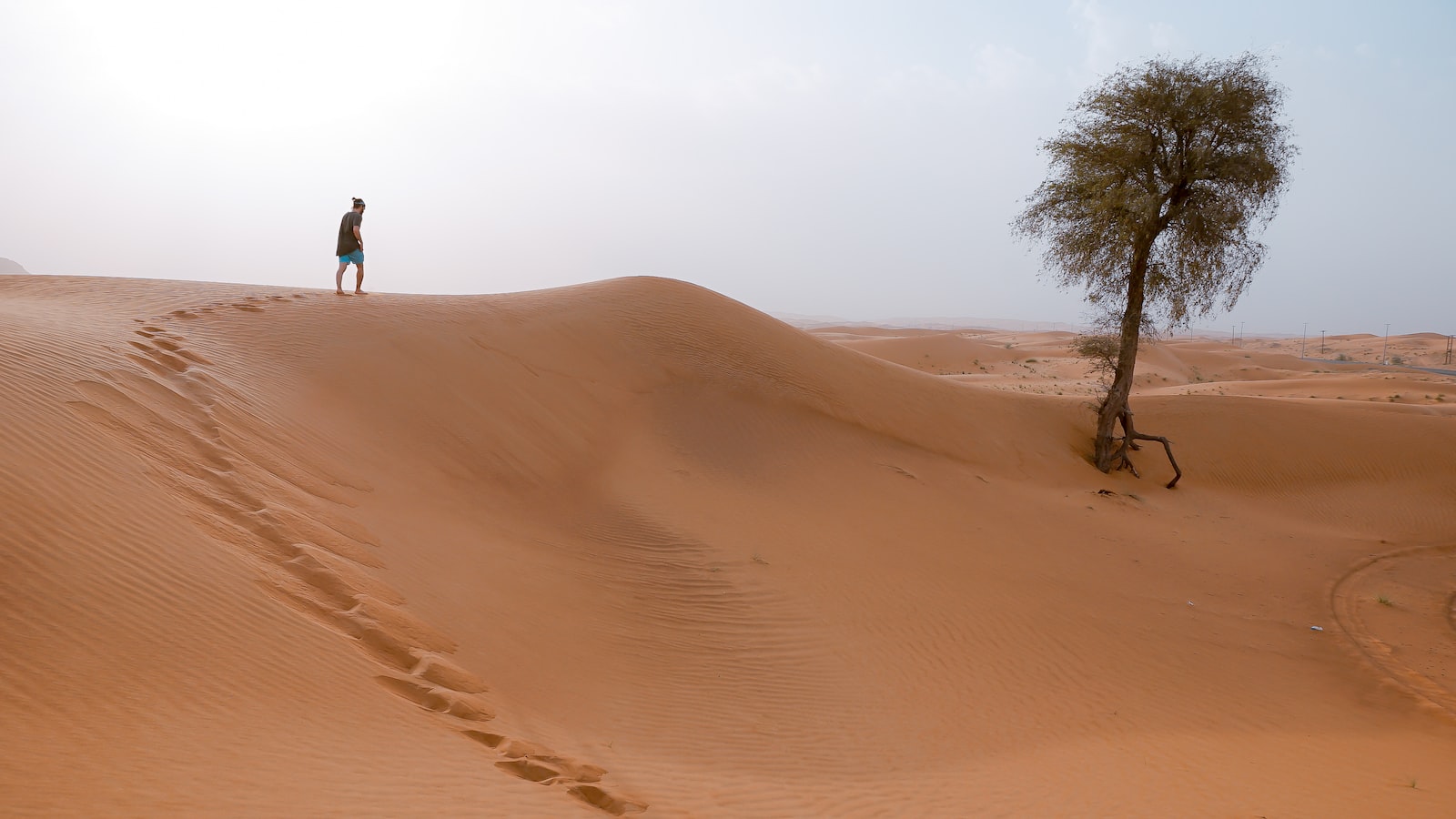 Understanding the Benefits and Challenges of Sandy Soil: Unveiling the Ideal Conditions for Successful Gardening