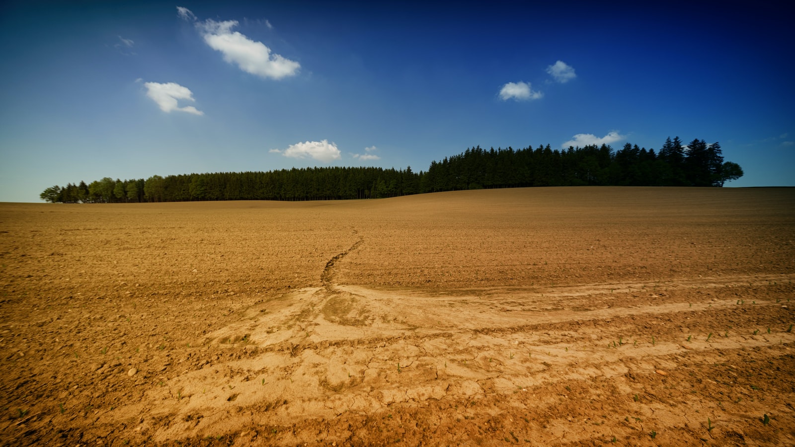 Bonus Tip: Maximizing Potting Soil Efficiency