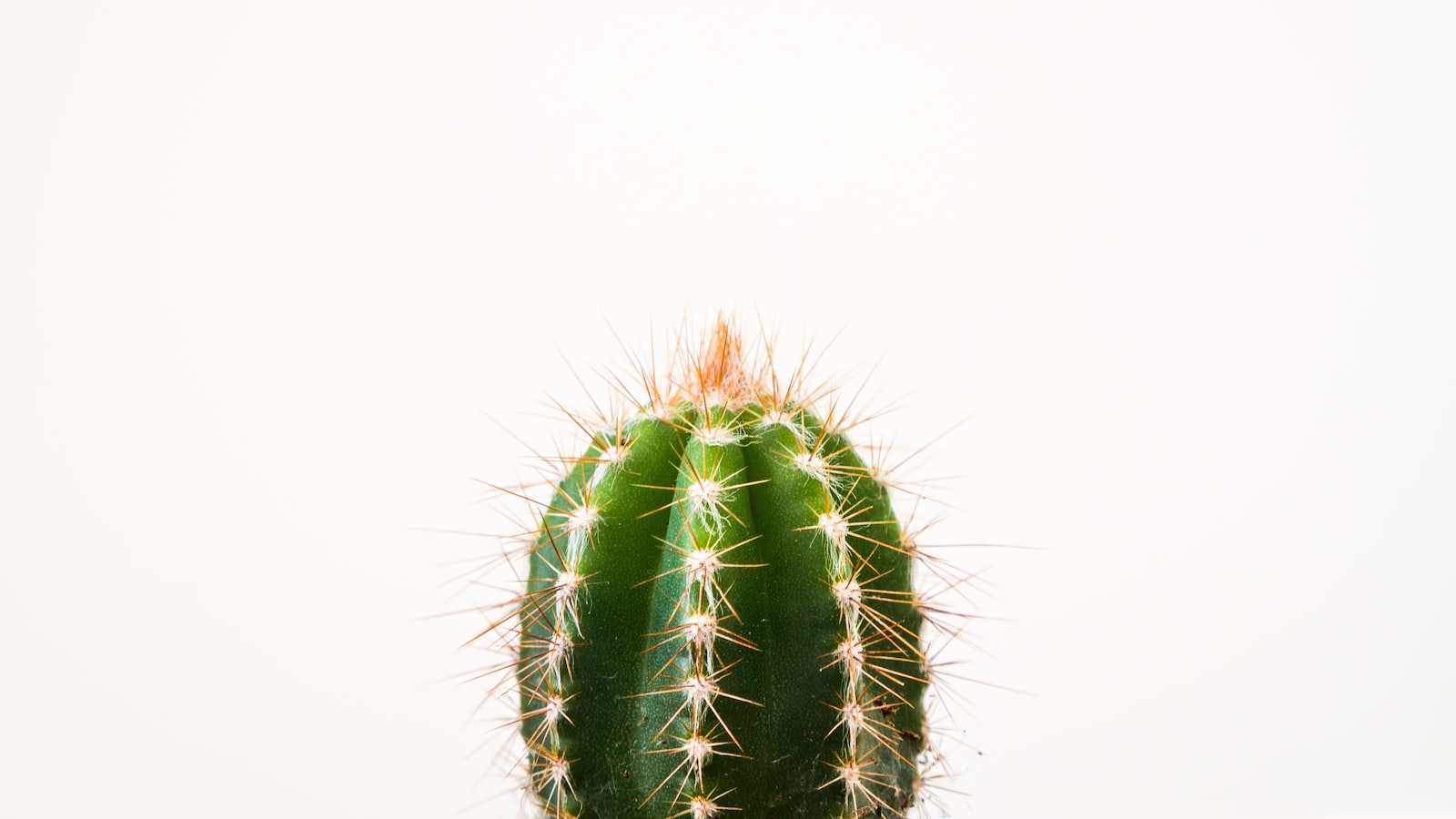 Best Practices for Storing Cactus Seeds: Ensuring Long-term Viability