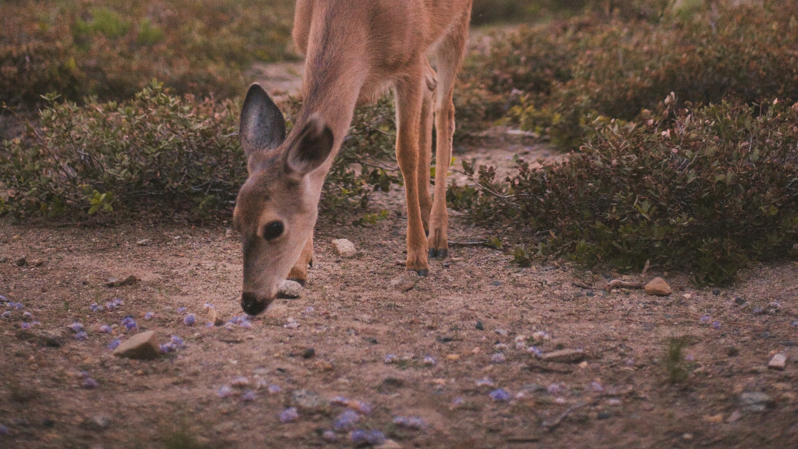 Deer and Lemon Trees: An Intriguing Culinary Conundrum