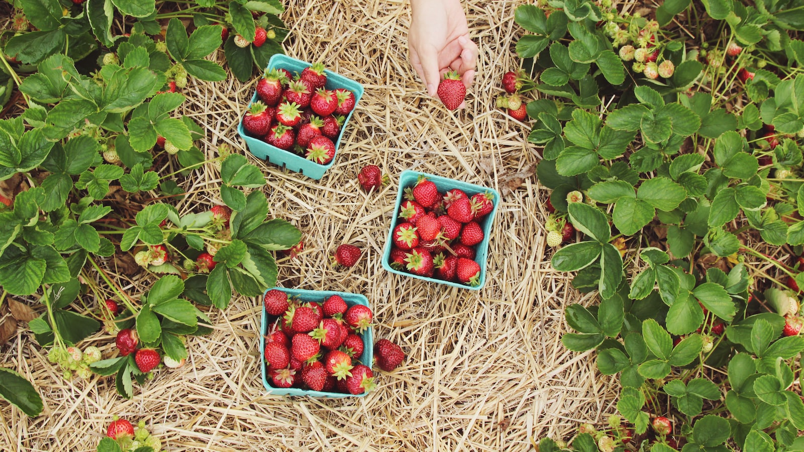 Enhancing Garden⁤ Aesthetics: Pairing Texas Rose⁣ Colors for Maximum Impact