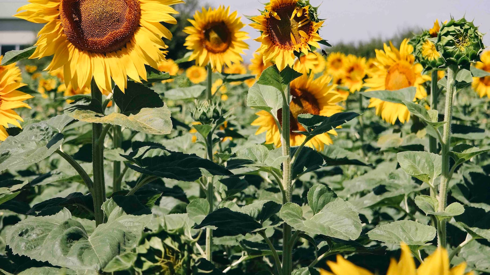 Can Bunnies Eat Sunflowers – Up-Gardening