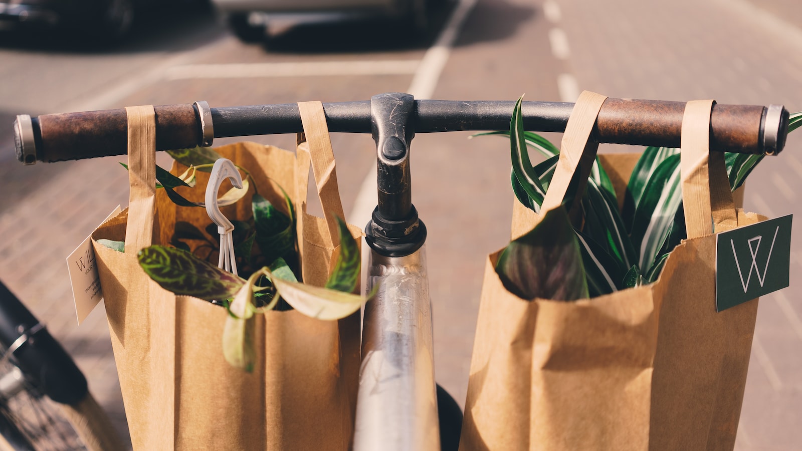 Can Hydroponic Plants Thrive in Soil Environment?