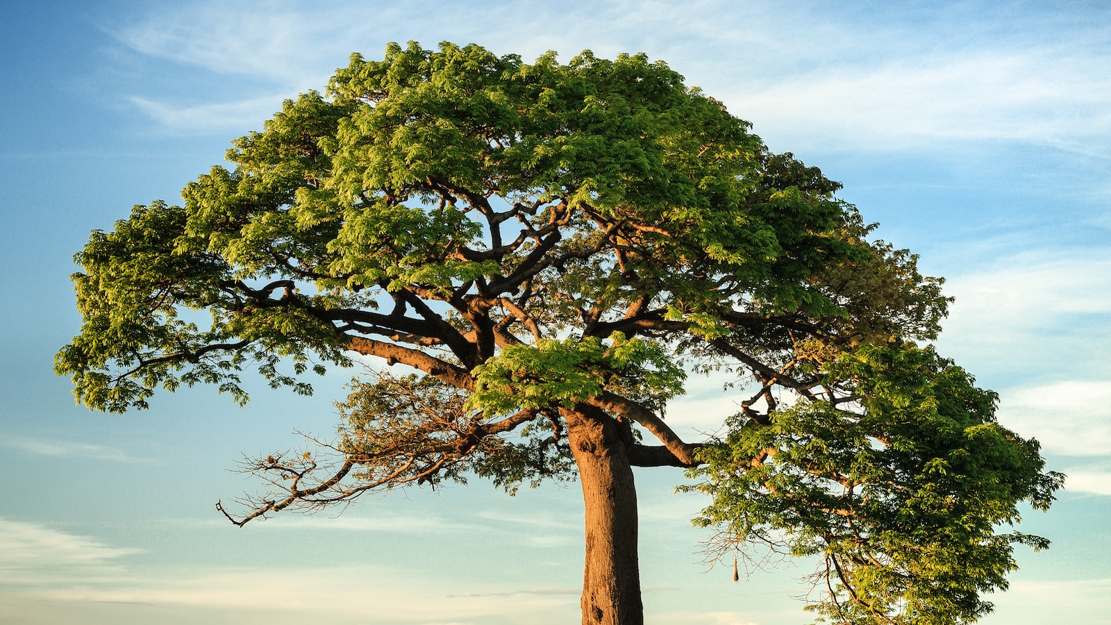 Potential Risks Posed by Mango Tree Roots to Foundation