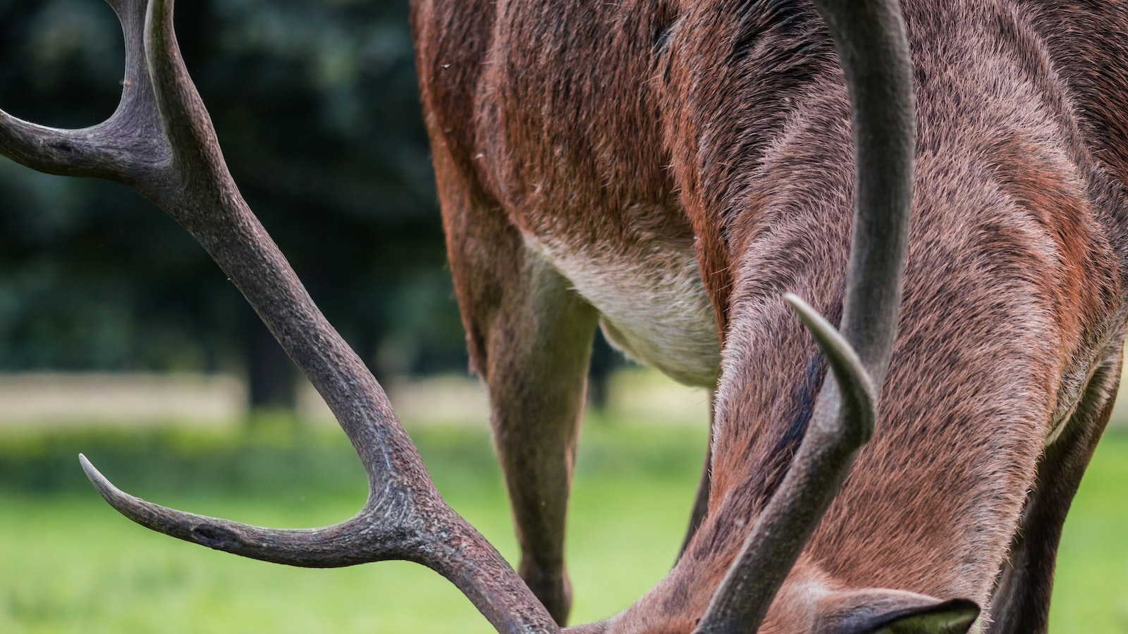 Understanding Deer Behavior and Lawn Damage