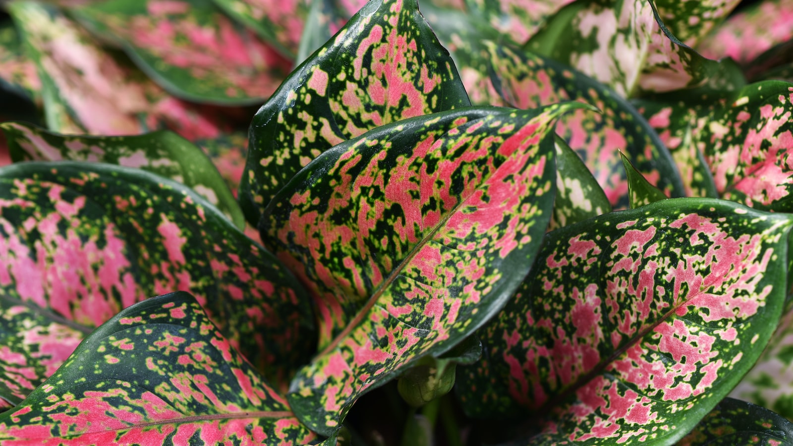 - Harnessing the Strength Within: Understanding the Physiology of Snake Plants and Their Upright Growth